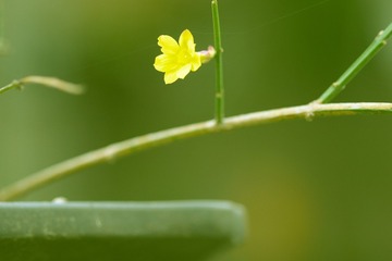 1000136531