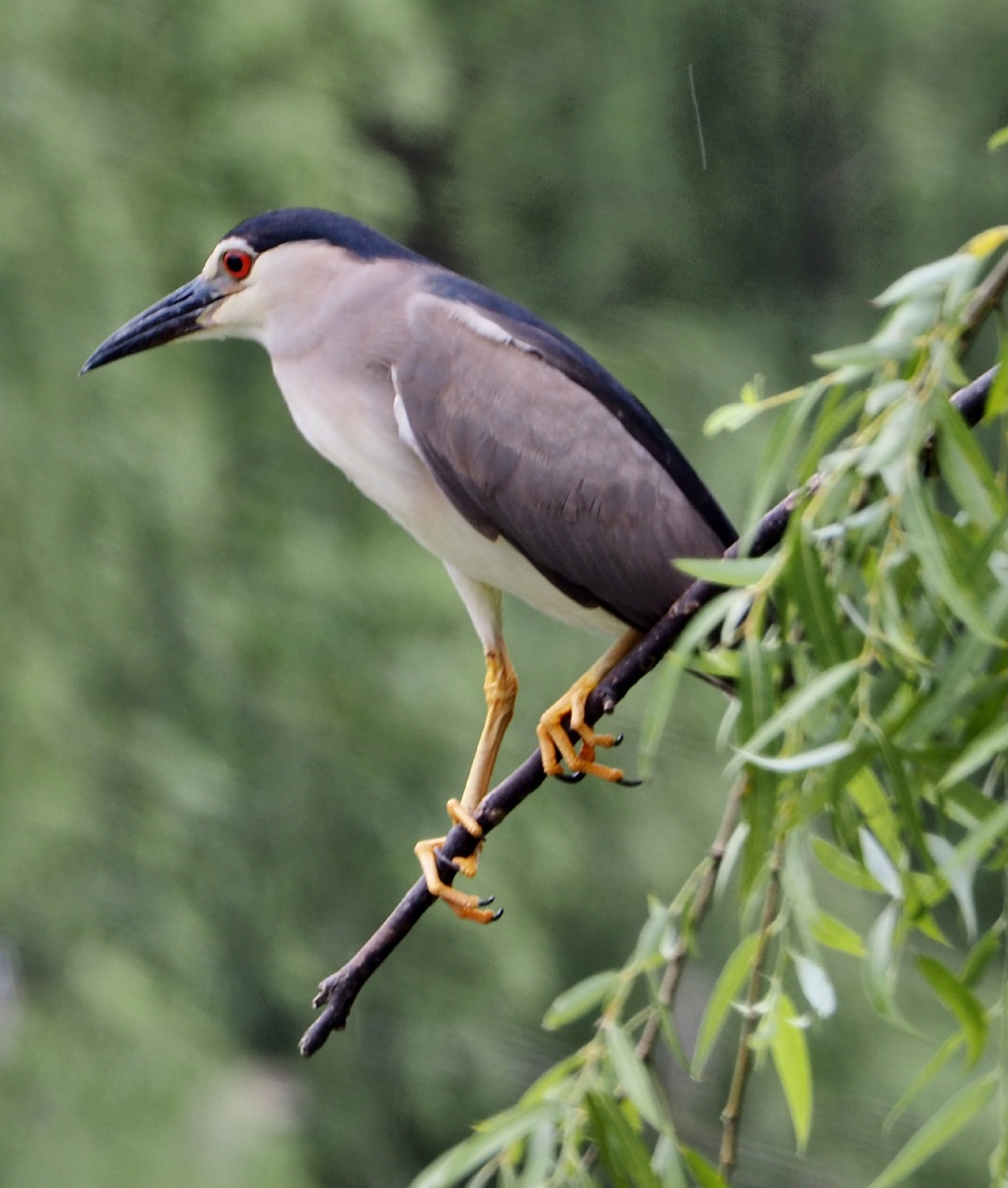 鹭鹭天天竞自由! - 分享阳光123 - 图虫
