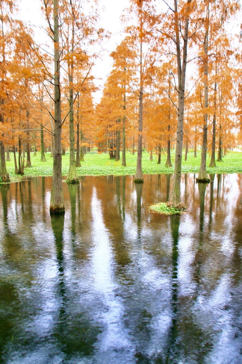 上海青浦金泽镇水上森林的秋色宛如油画般的美丽