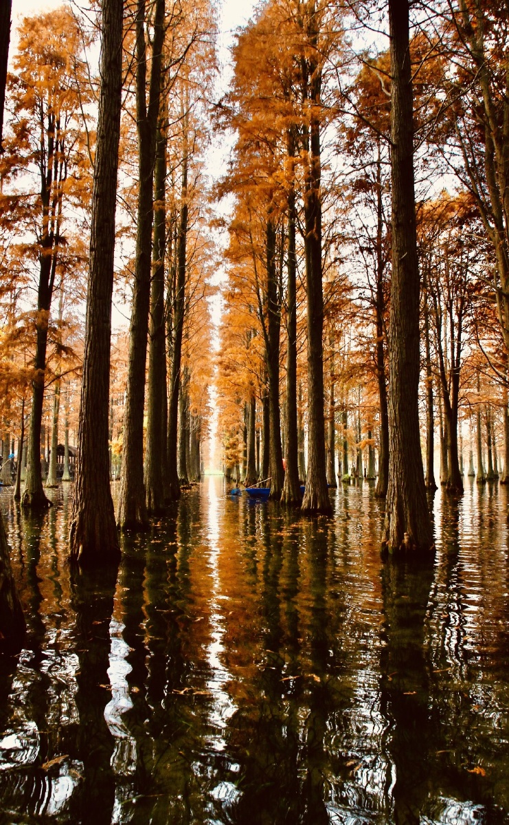 上海青浦金泽镇水上森林的秋色宛如油画般的美丽