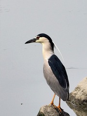 1517677