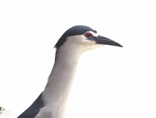 1517651