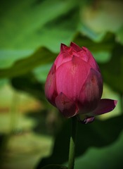 9C172452-ED6E-48CE-BCC0-1483DA59AC9D/L0/001