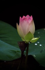 1C6236DD-E0E2-43E5-8C59-A0A59BF45230/L0/001