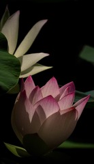 E1F90CCF-1672-4E0E-A9DA-5F90B31F1BDB/L0/001