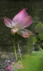 0D956492-7418-412C-BA2E-876E49ACCB87/L0/001