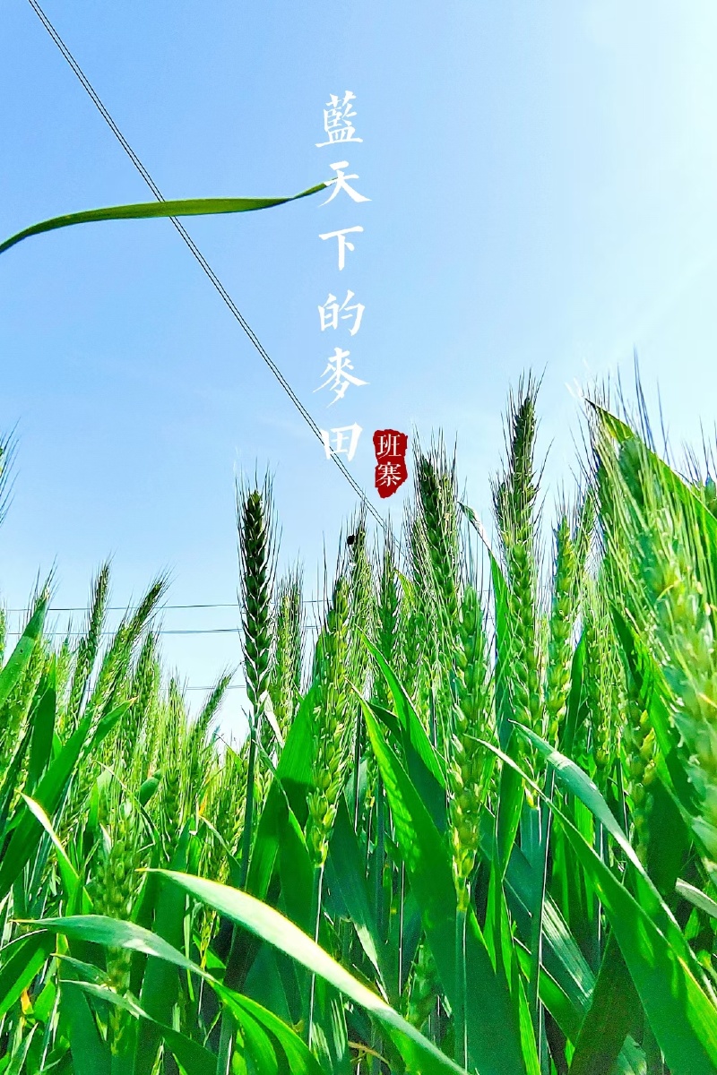 阳光下的麦浪到处一片生机勃勃的景色麦田里绿油油的麦苗欢快的成长的