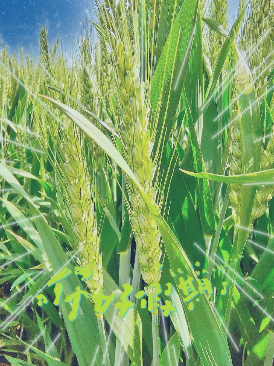 阳光下的麦浪到处一片生机勃勃的景色麦田里绿油油的麦苗欢快的成长的