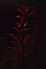 C90F5B58-001B-41CD-BD34-5A0C4ECBA201/L0/001