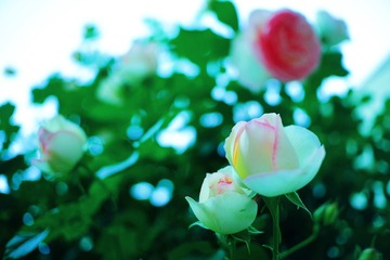 D5C0C956-FB64-4DCD-800E-92A20BEAAFBD/L0/001