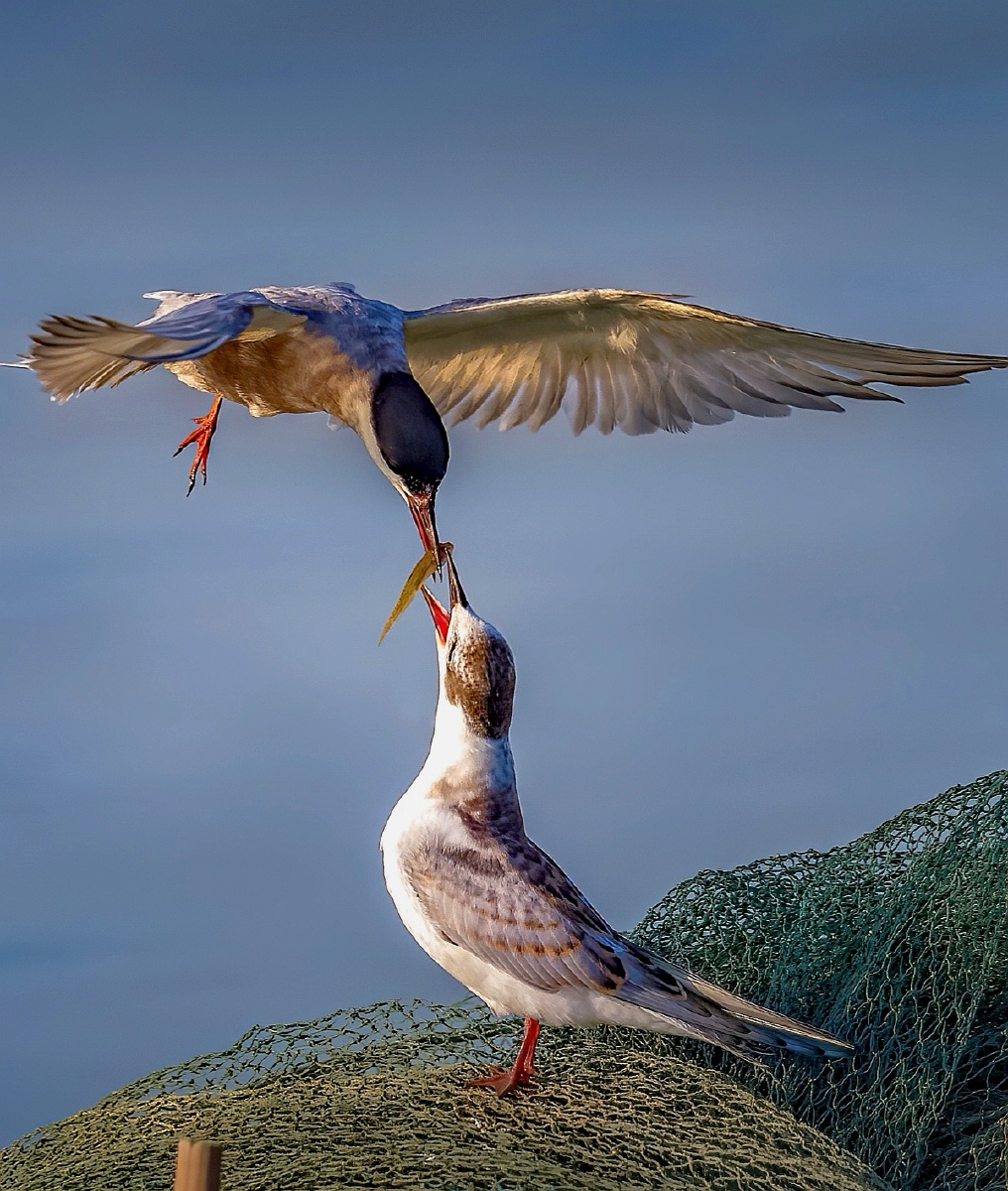 妈妈就是一把伞～遮风避雨哺育你