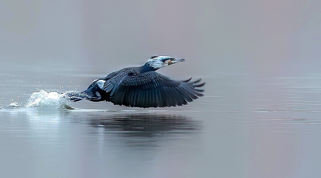 白头鸬鹚～ - 妞妞爹 - 图虫