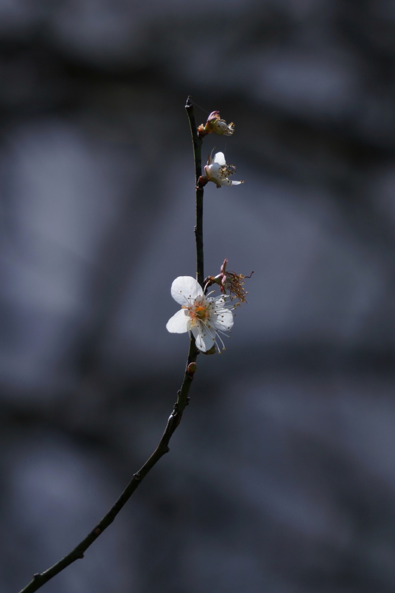 一枝残梅