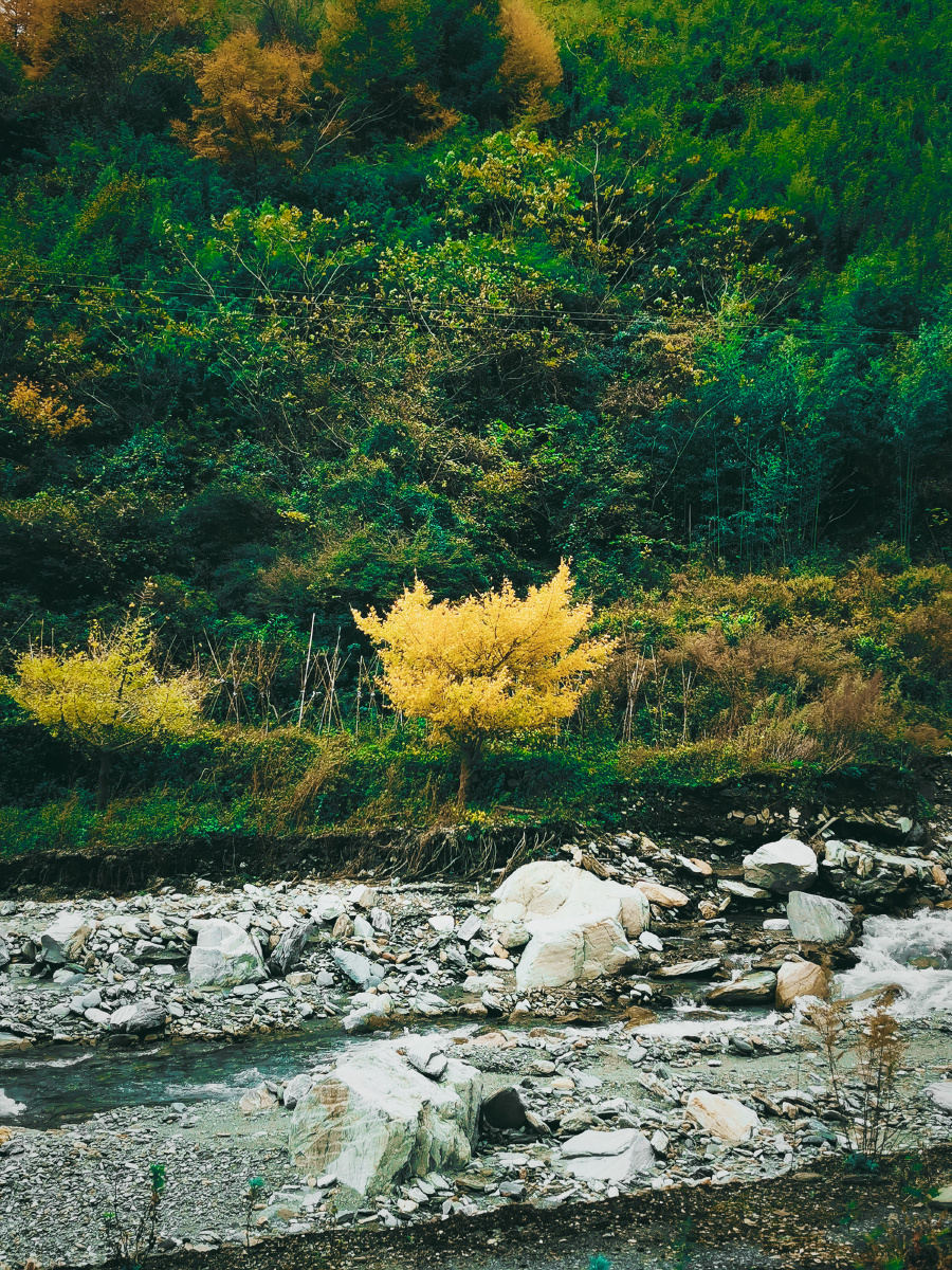 深秋彩林打翻的调色盘阿坝耿达–老鸦山