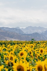 1016196