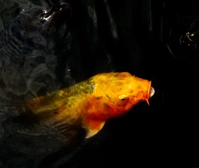 10905