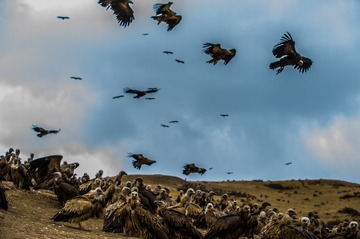 DSC_9709-1