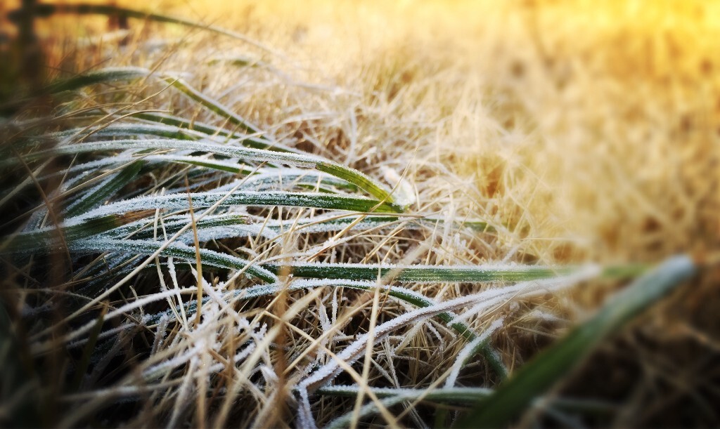 霜冻的小草