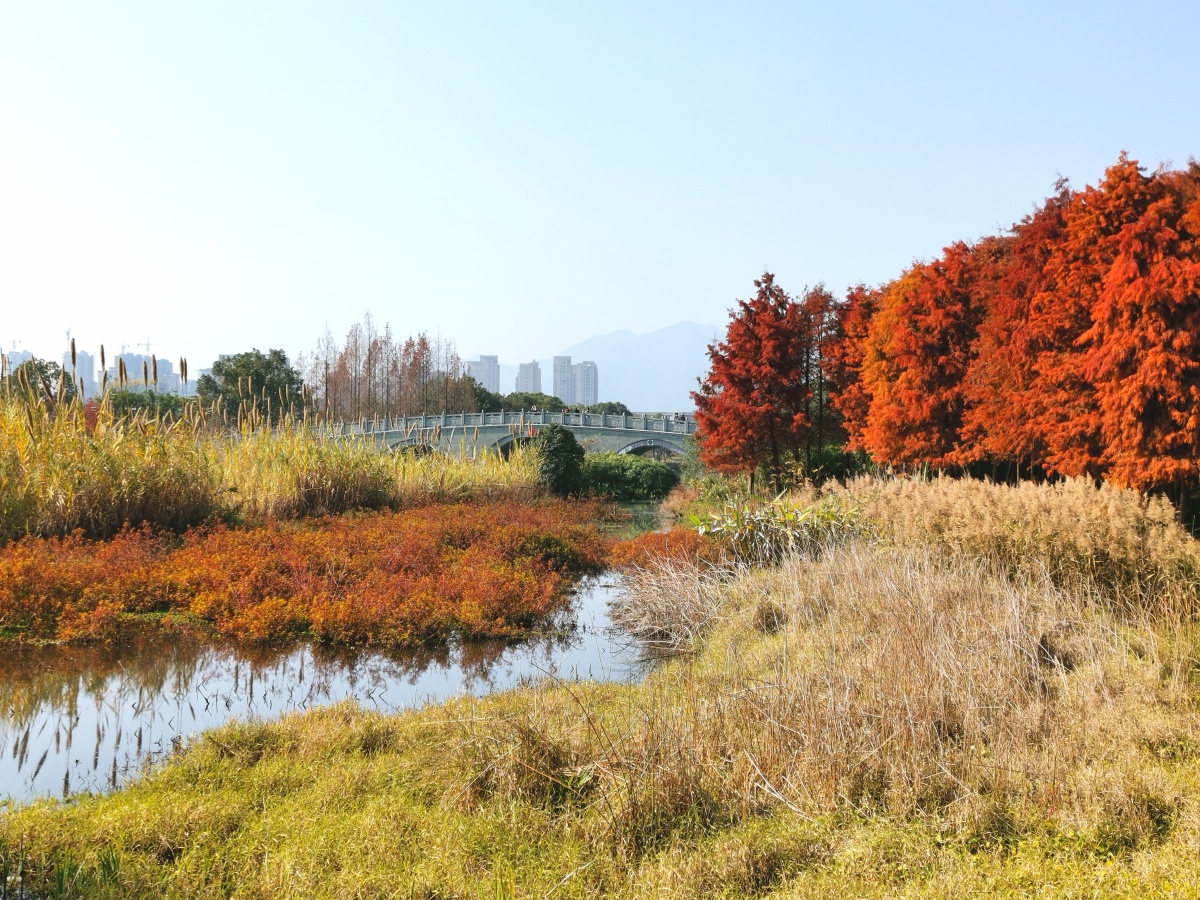 温州三垟湿地公园