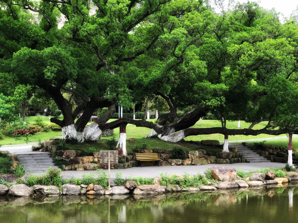 杨府山公园古榕树