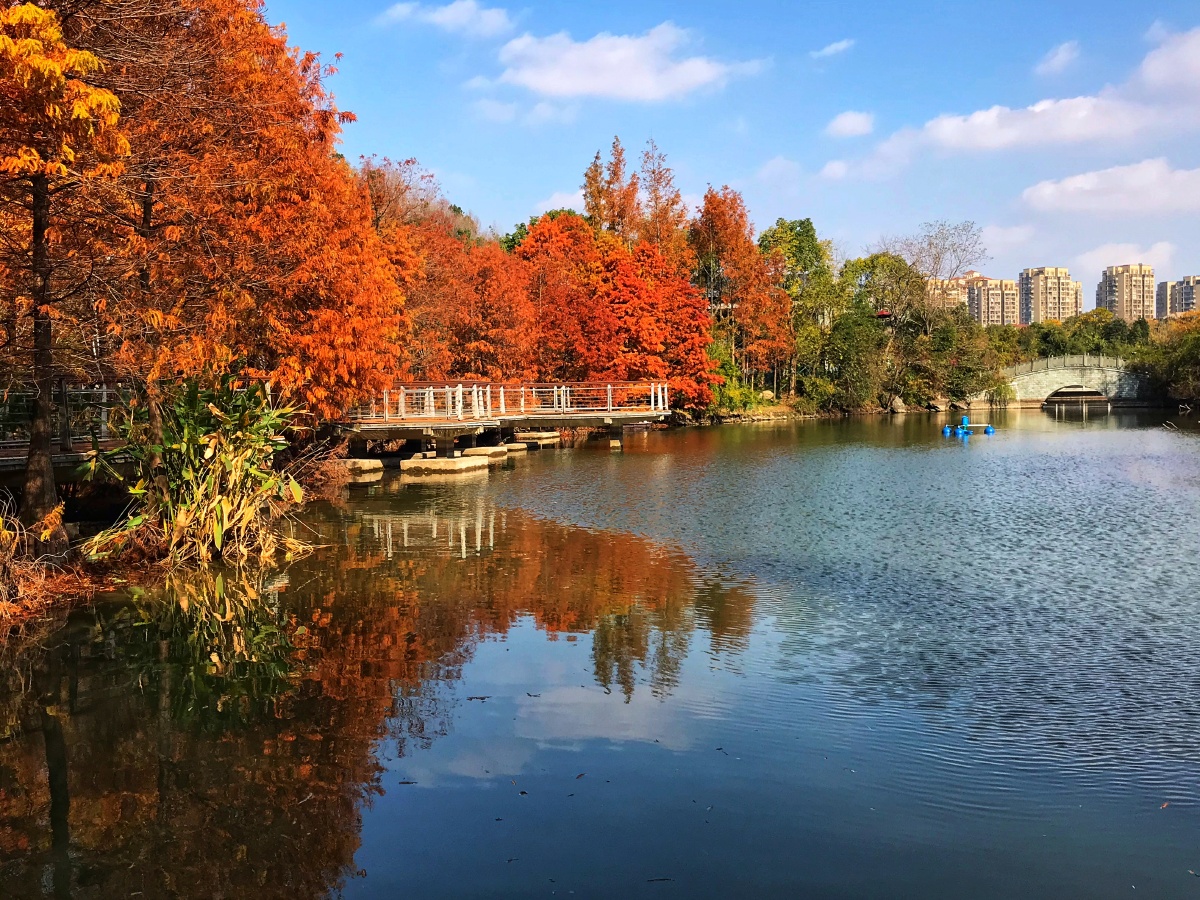 台州中央山公园—水杉林