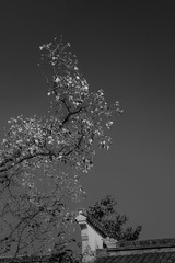 B0004159-Pano