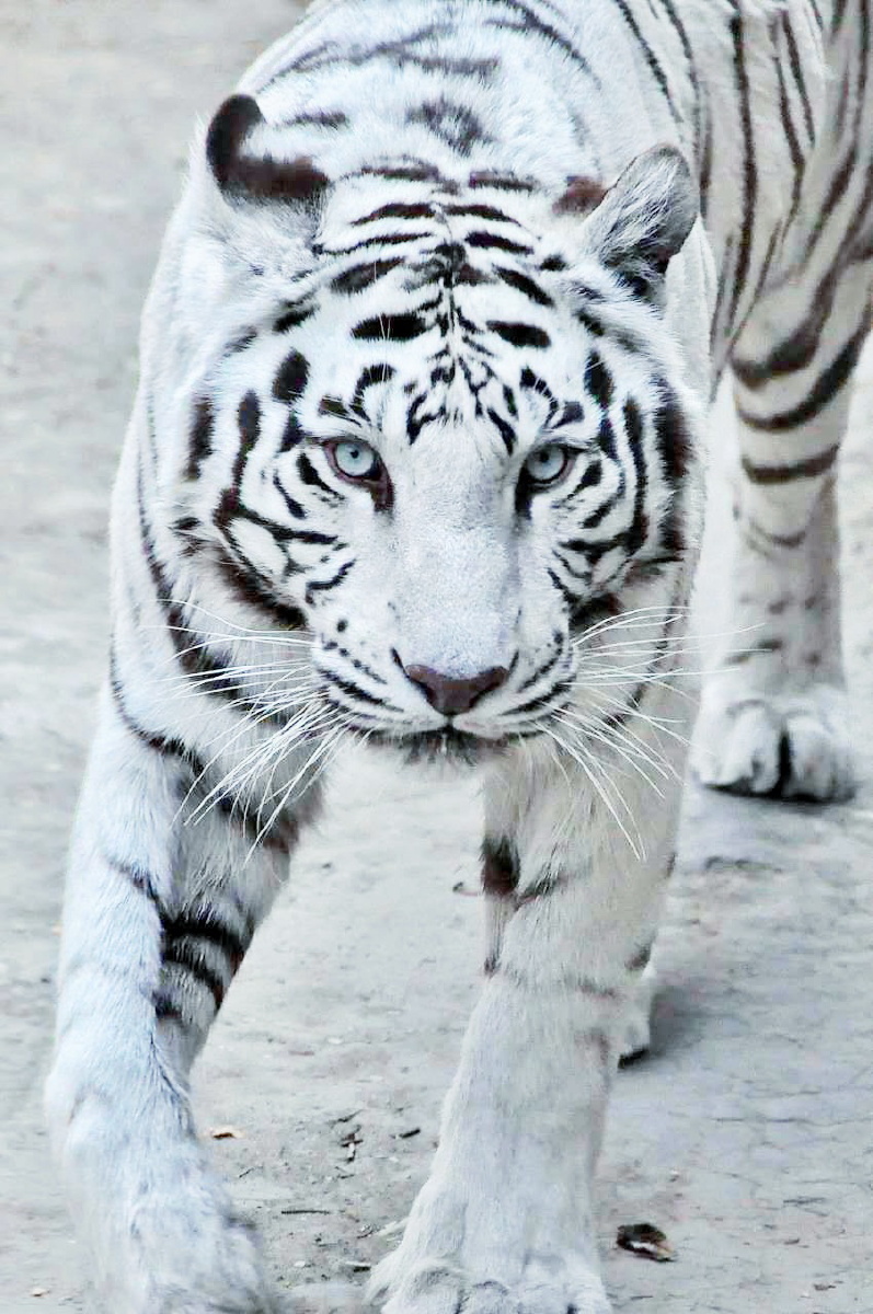 白虎- 北京-车神 - 图虫