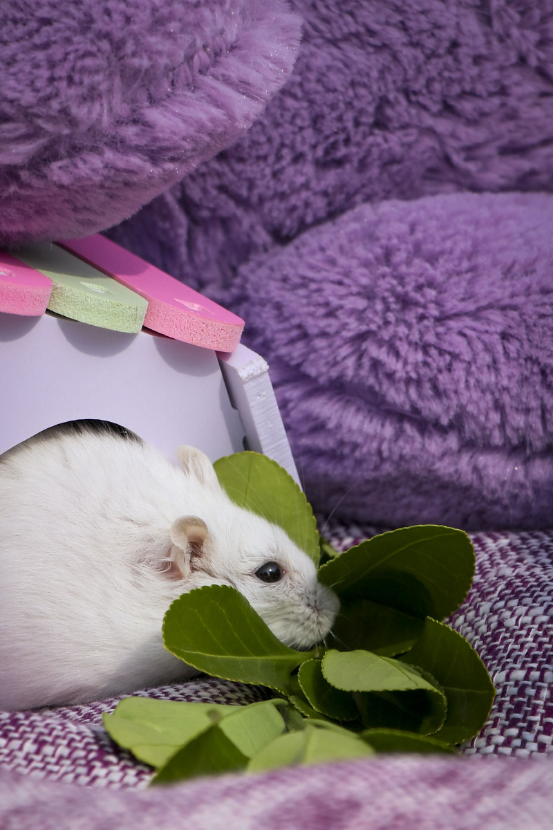 宠物摄影仓鼠的独白