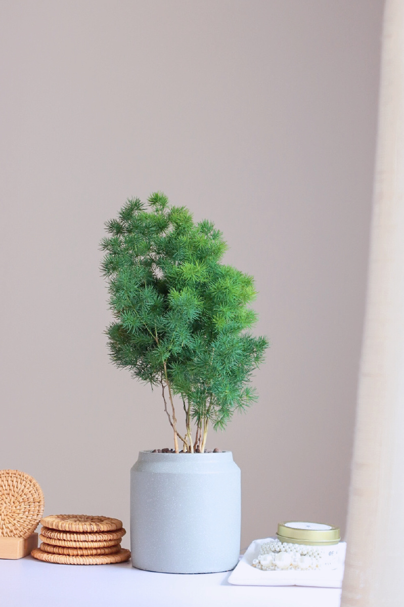 室内绿植蓬莱松