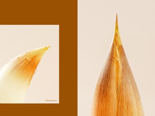 2F94751E-D1ED-4E49-9D40-2A95FB3DCE62/L0/001