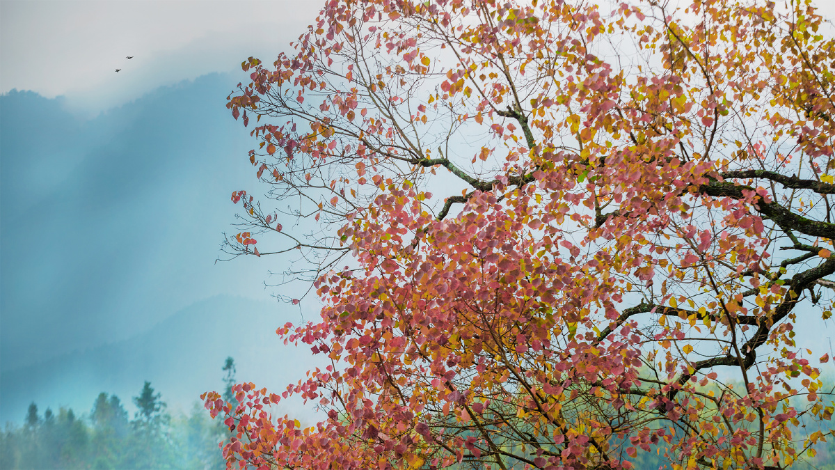 秋日,画面中红叶,飞鸟,远山是如此的和谐.