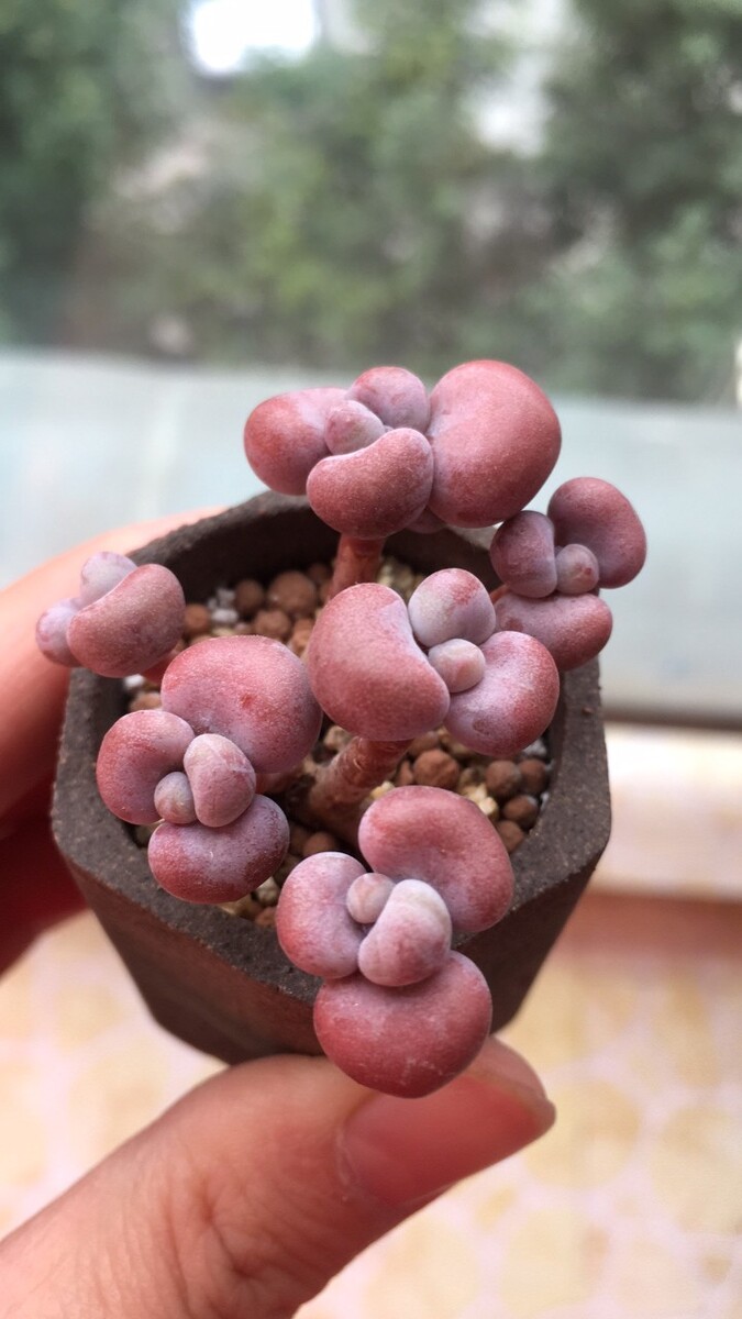 富贵土有什么泥
