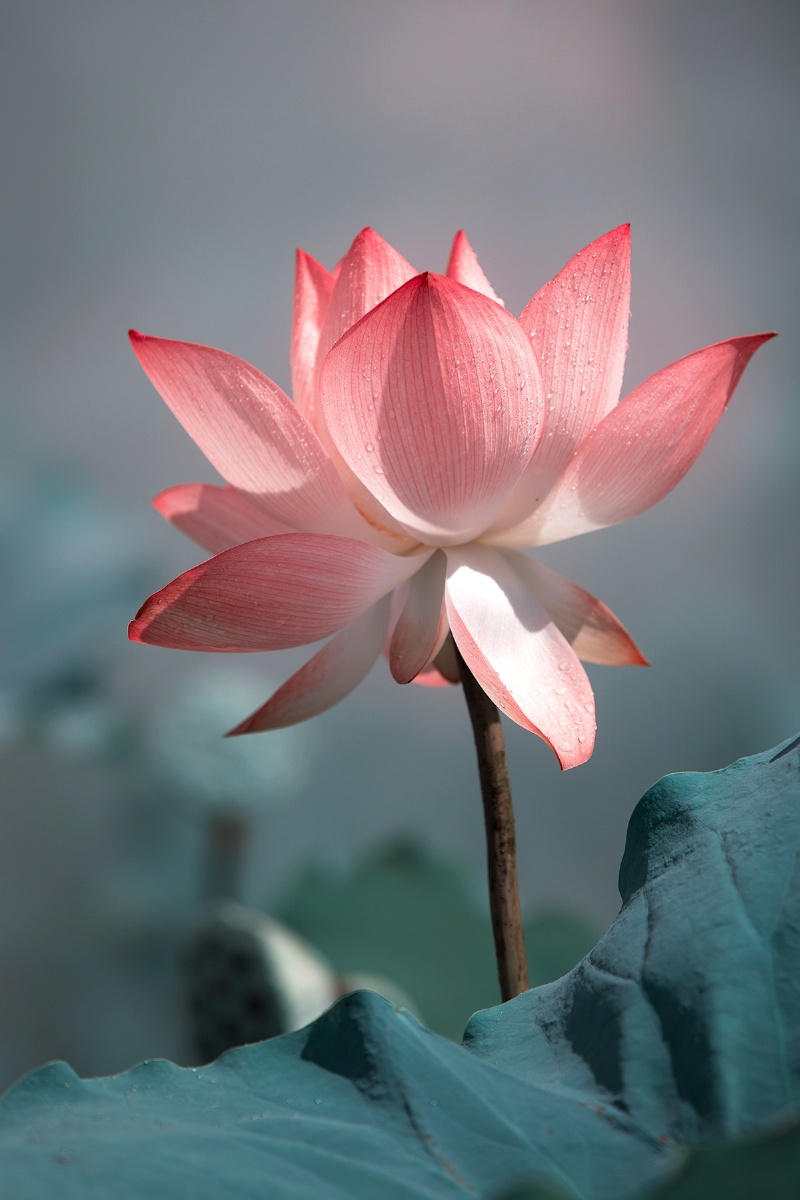 出淤泥而不染濯清涟而不妖正因荷之高洁每年才会有这么多爱好者趋之若