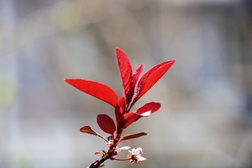 956592
