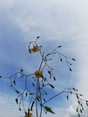 1421775