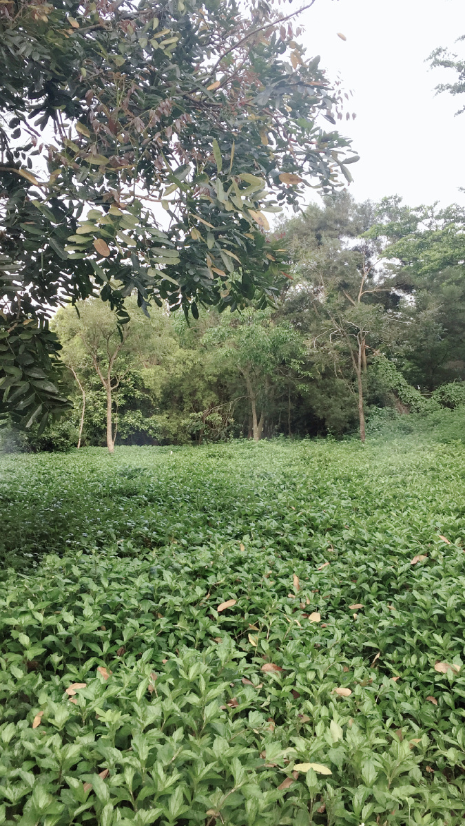 贵阳苗木基地出租