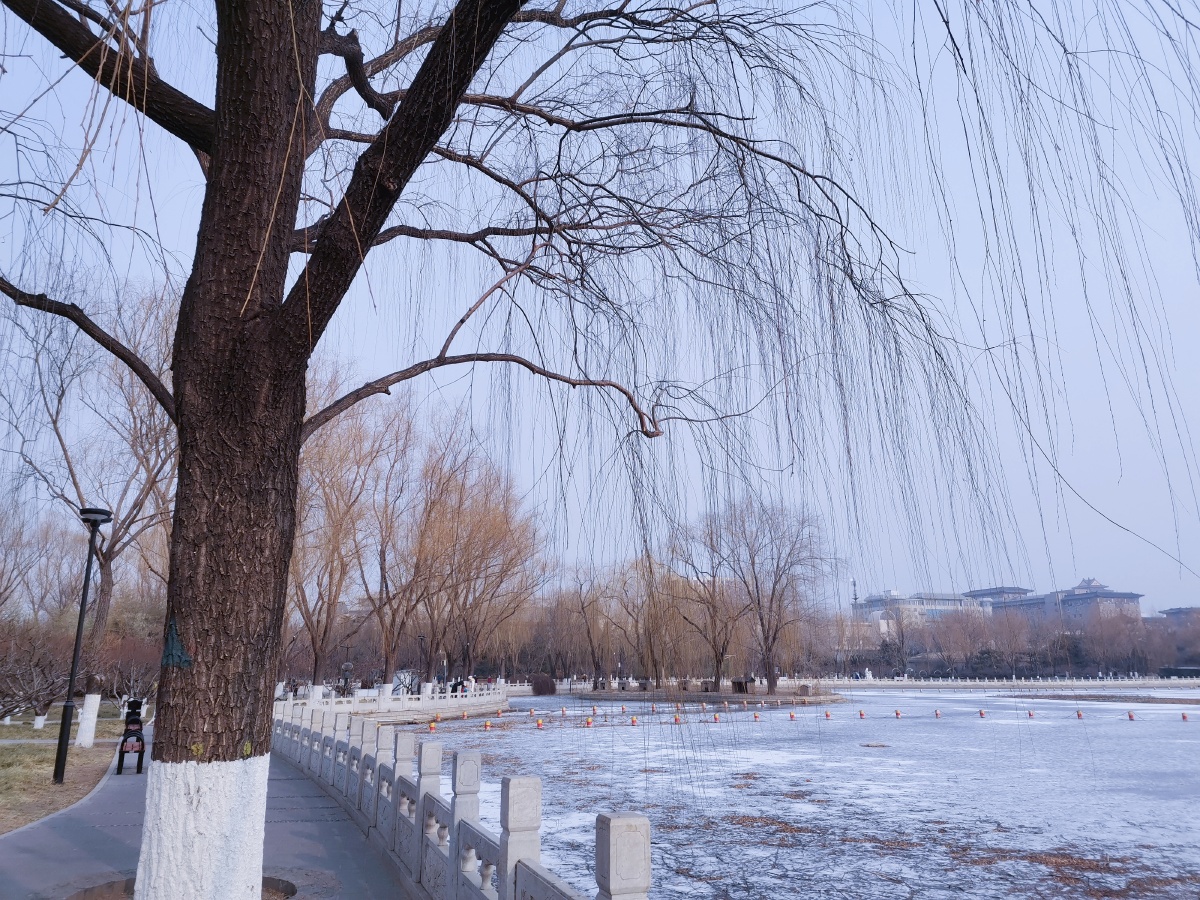 莲花池公园冬天里的美景