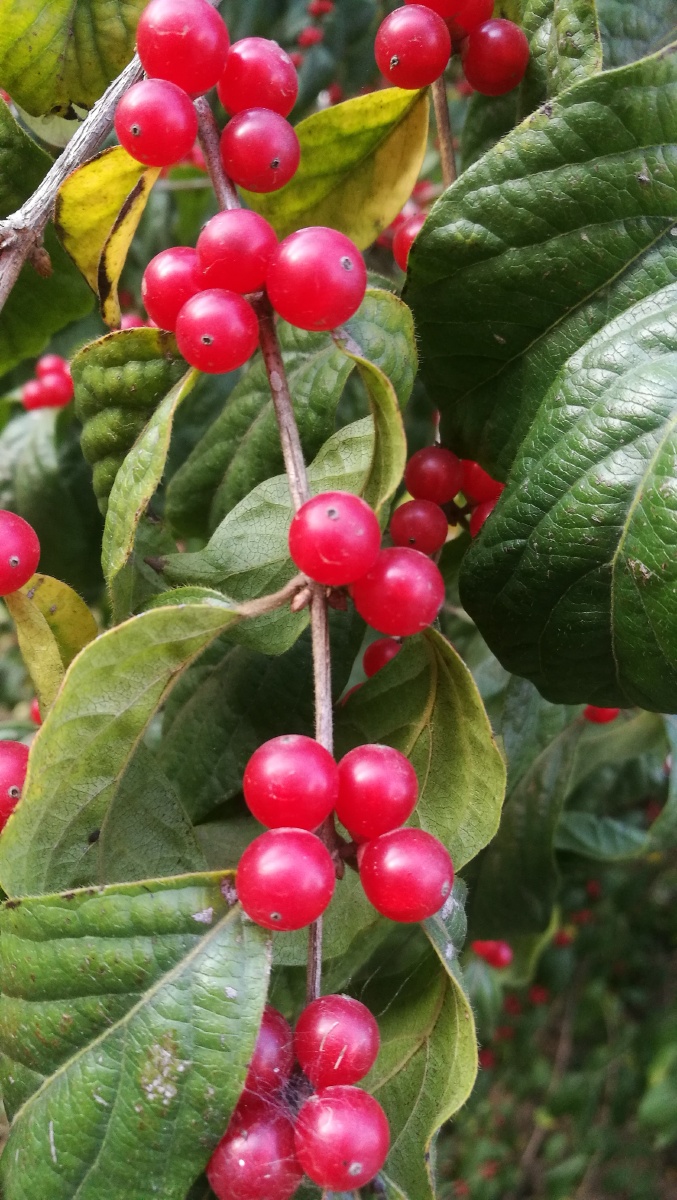 忍冬,就是人们所说的金银花,红红的小圆果非常漂亮.