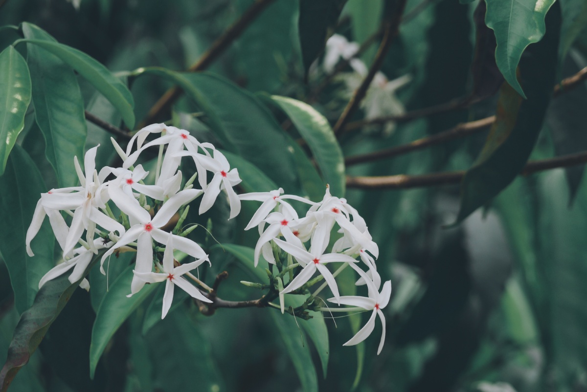 春天里的鲜花温柔但不软弱