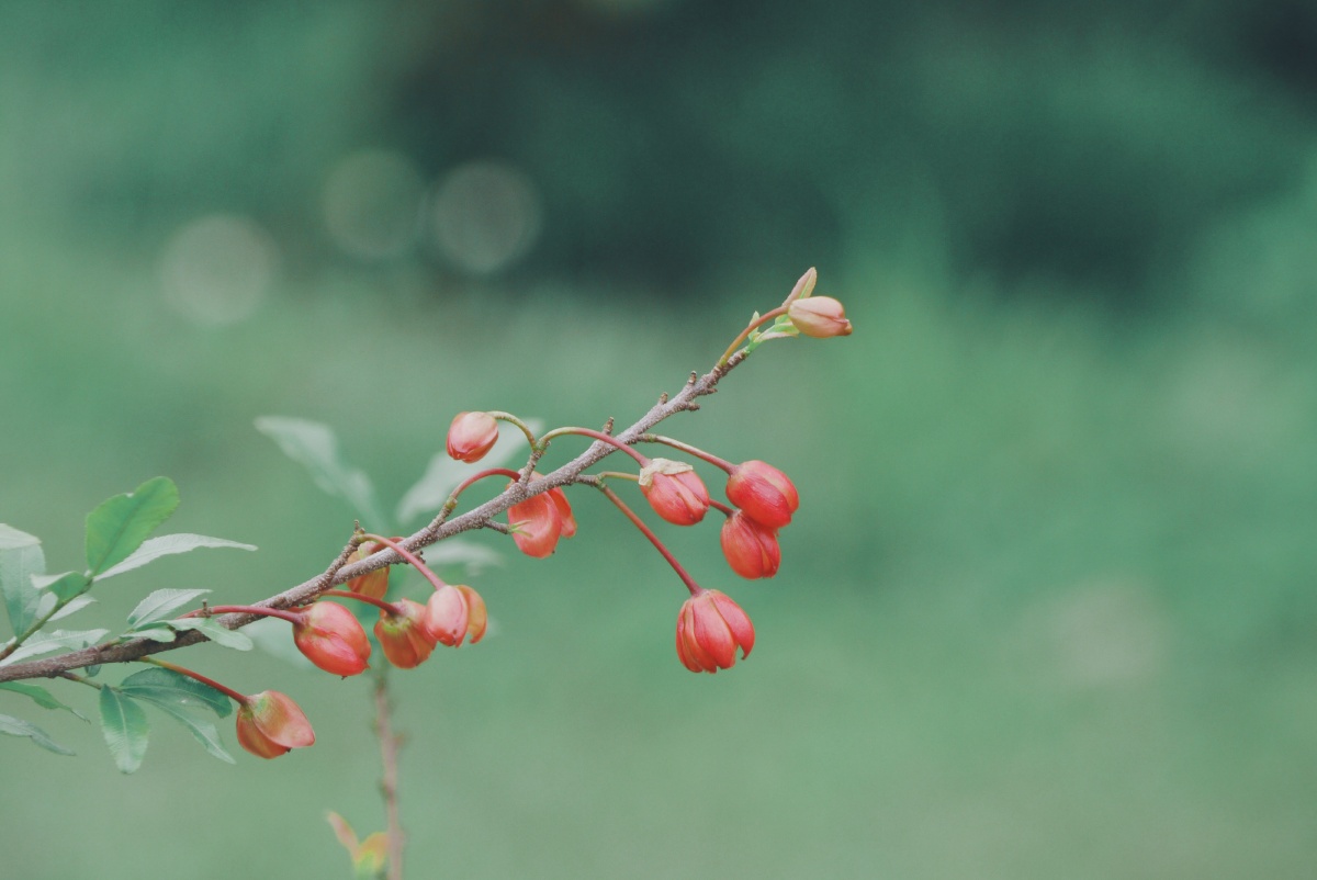 春天里的鲜花温柔但不软弱