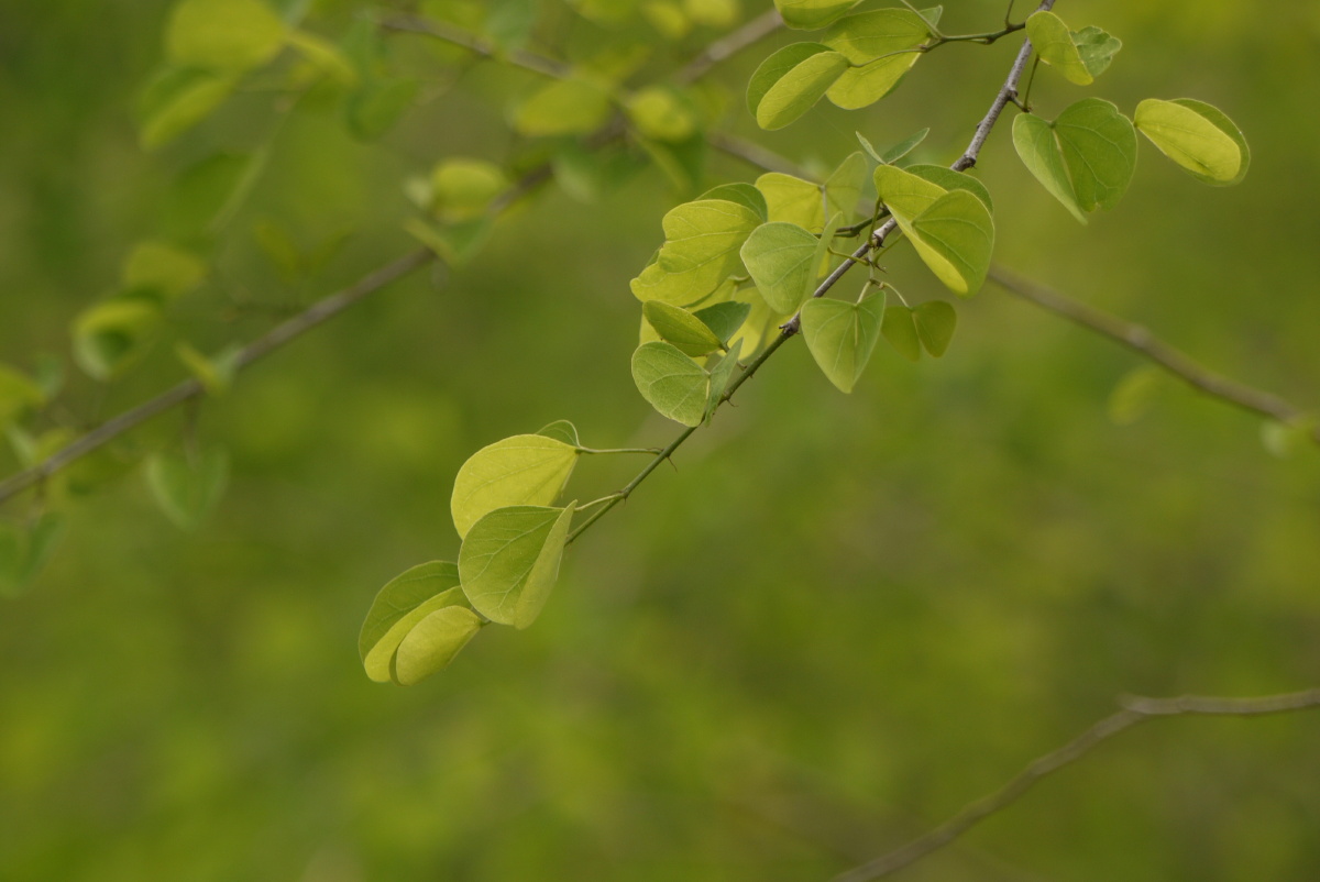 春天里的鲜花温柔但不软弱