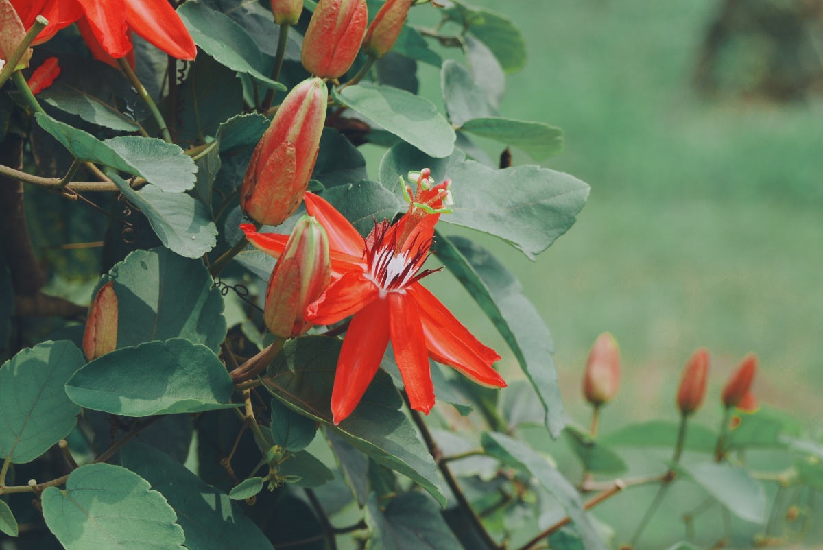 春天里的鲜花温柔但不软弱