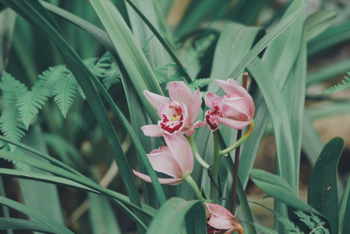 春天里的鲜花温柔但不软弱