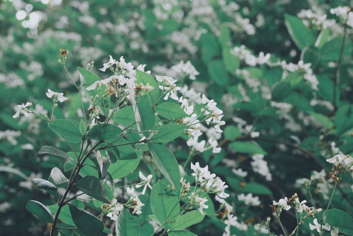 春天里的鲜花温柔但不软弱