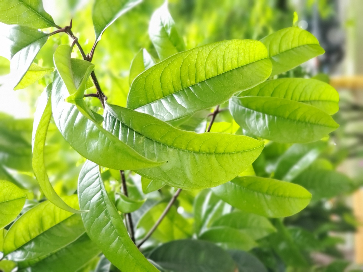 植物风景家乡夏季绣球花