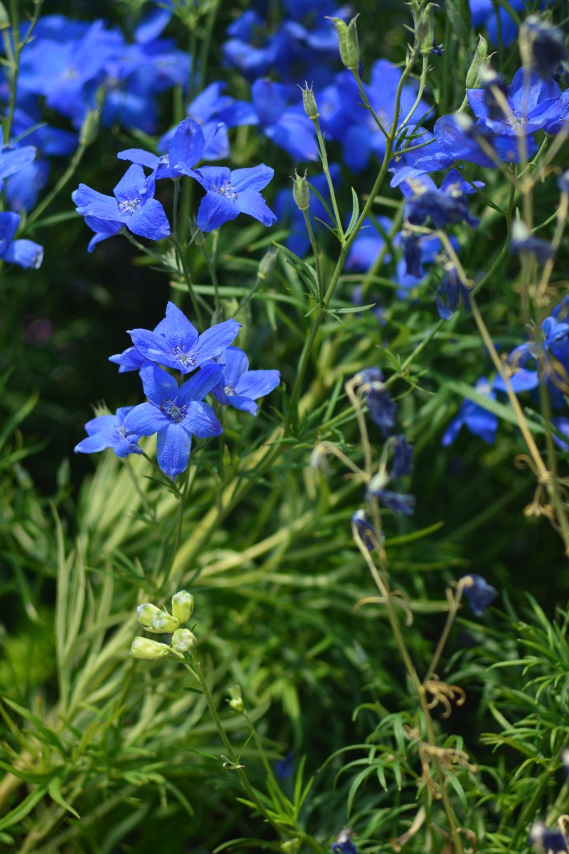 飞燕草(摄于大连) - 西边小小雨 - 图虫