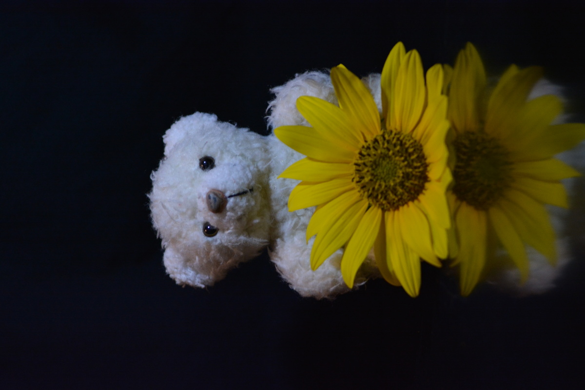 小熊与向日葵
