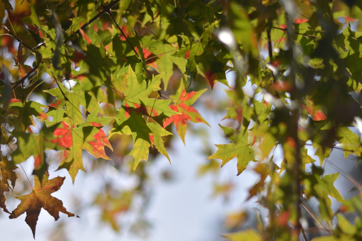 秋天半红半绿枫叶