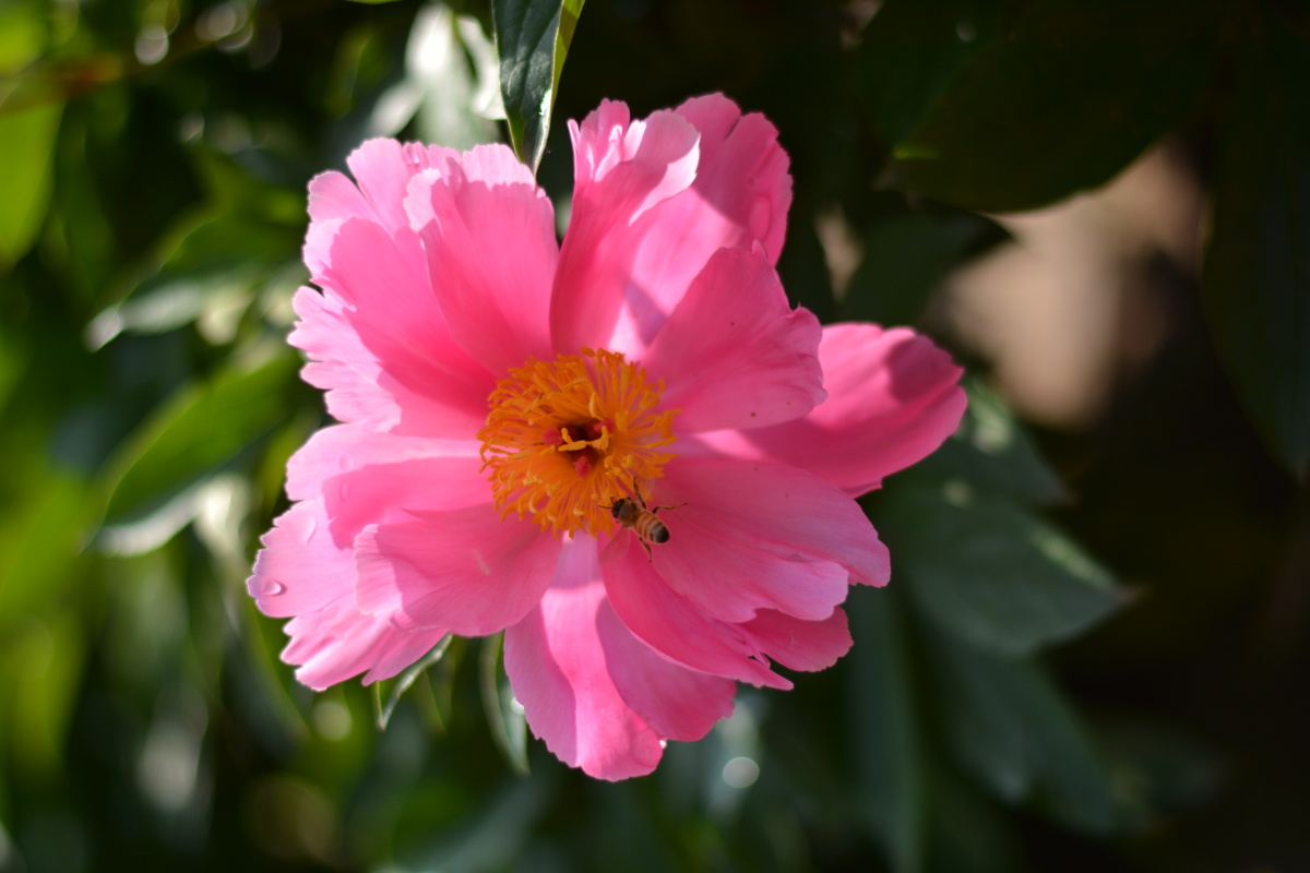 春天粉色芍药花与小蜜蜂