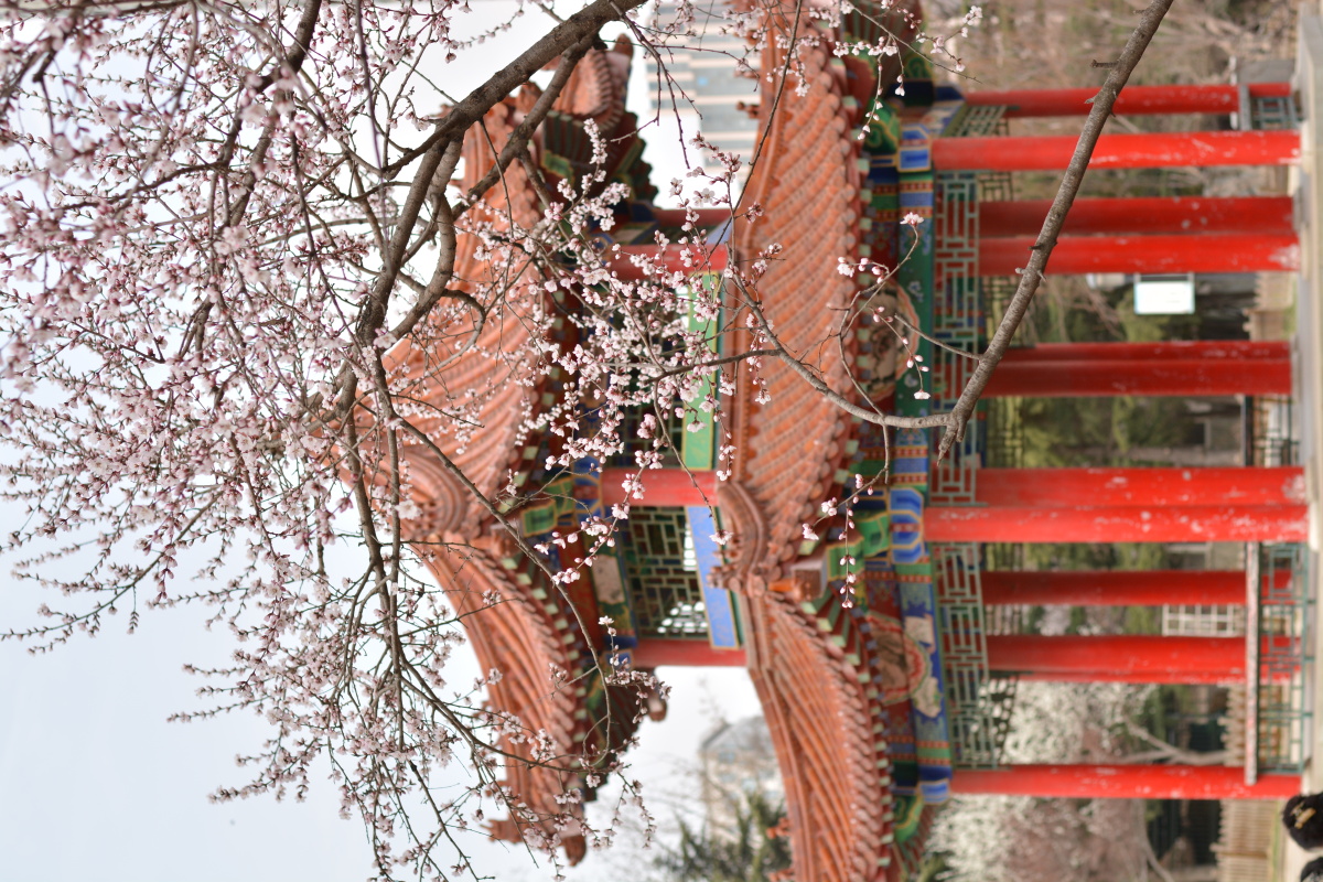 春天公园里的亭子与山桃花